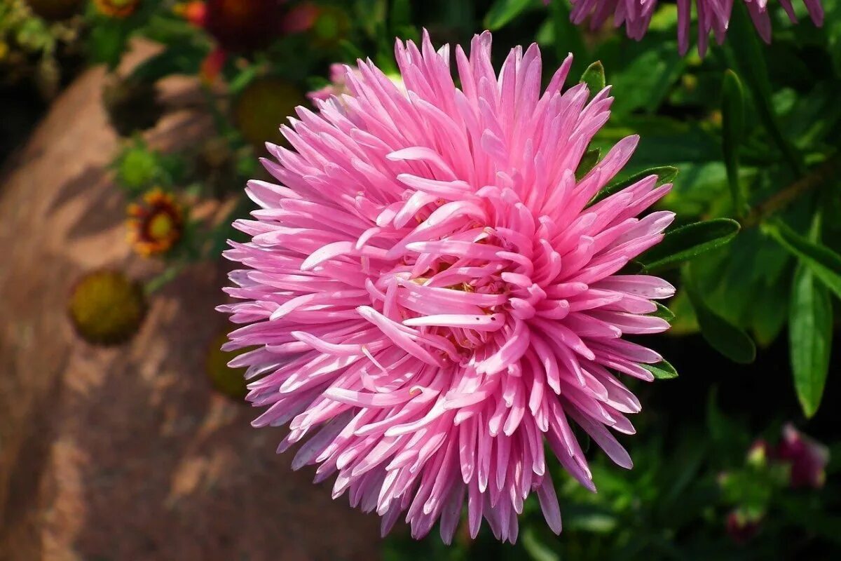 Включи астру. Мини астры. Включи астру. Каллистефус китайский трубчатый. Биологическая особенность астры.