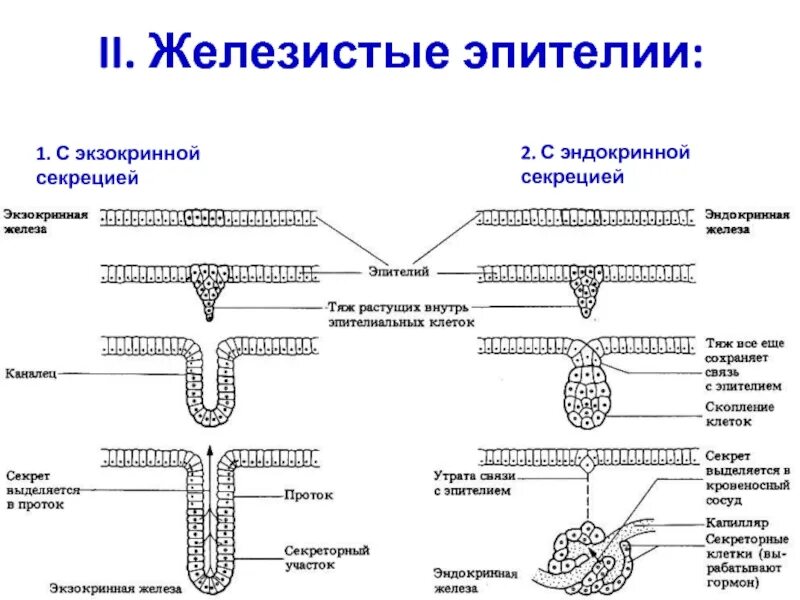 Группы железистых клеток. Секреторный отдел экзокринной железы. Экзокринные железы строение. Железистый экзокринный эпителий. Железистый эндокринный эпителий строение.