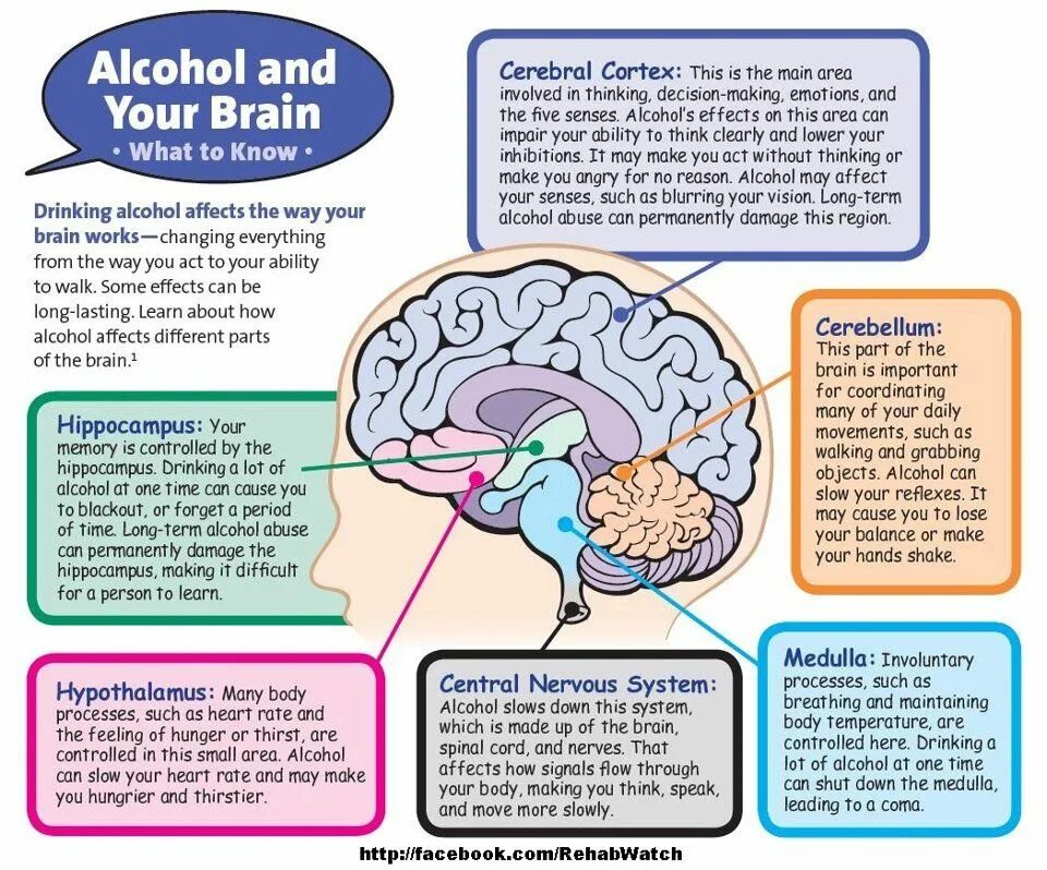 Parts of the Brain. Картинки на тему: what makes me nervous?. Brain effect