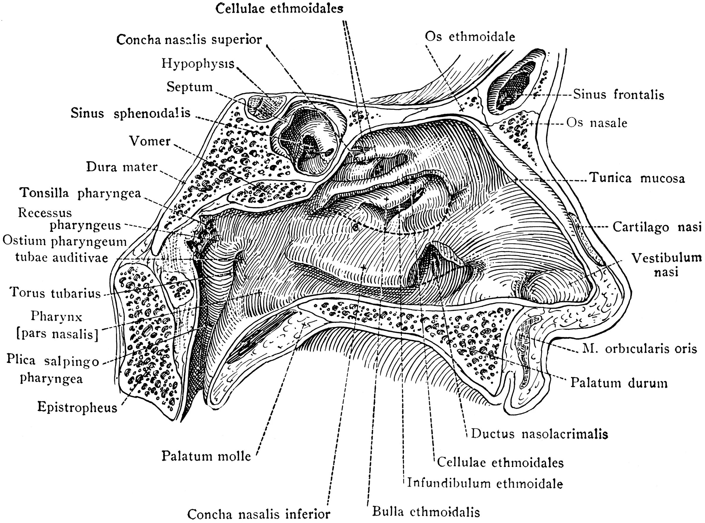 Infundibulum ethmoidale анатомия. Concha Nasalis Superior на решетчатой кости. Носовые раковины анатомия латынь. Cellulae ethmoidalis. Ostium pharyngeum tubae auditivae