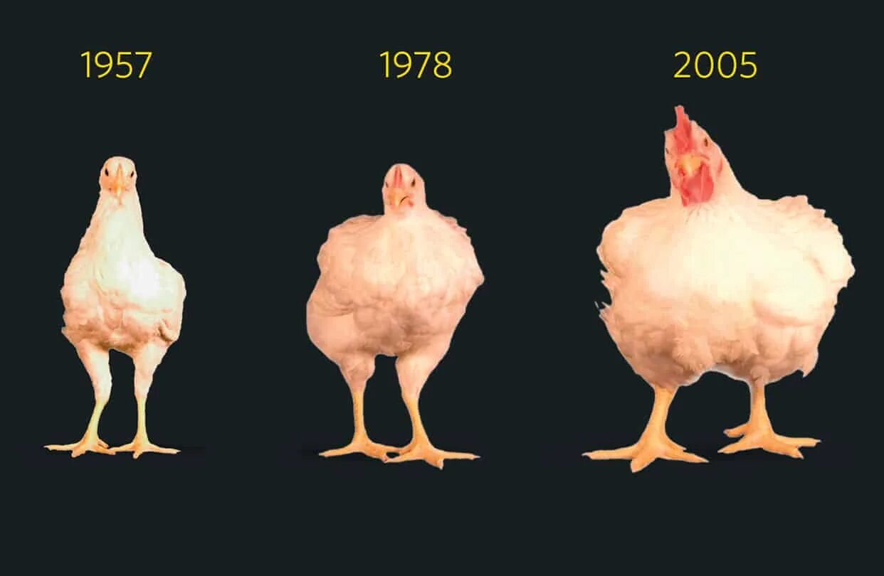 Рост курицы. Рост курицы в сантиметрах. Гормон роста для кур. Курица с ростом человека.
