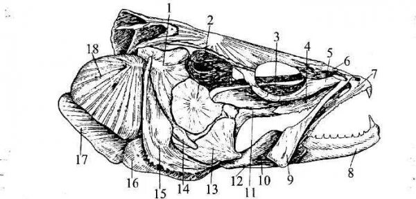 Строение черепа костистой рыбы. Висцеральный череп судака. Висцеральный скелет костистой рыбы. Череп судака строение.