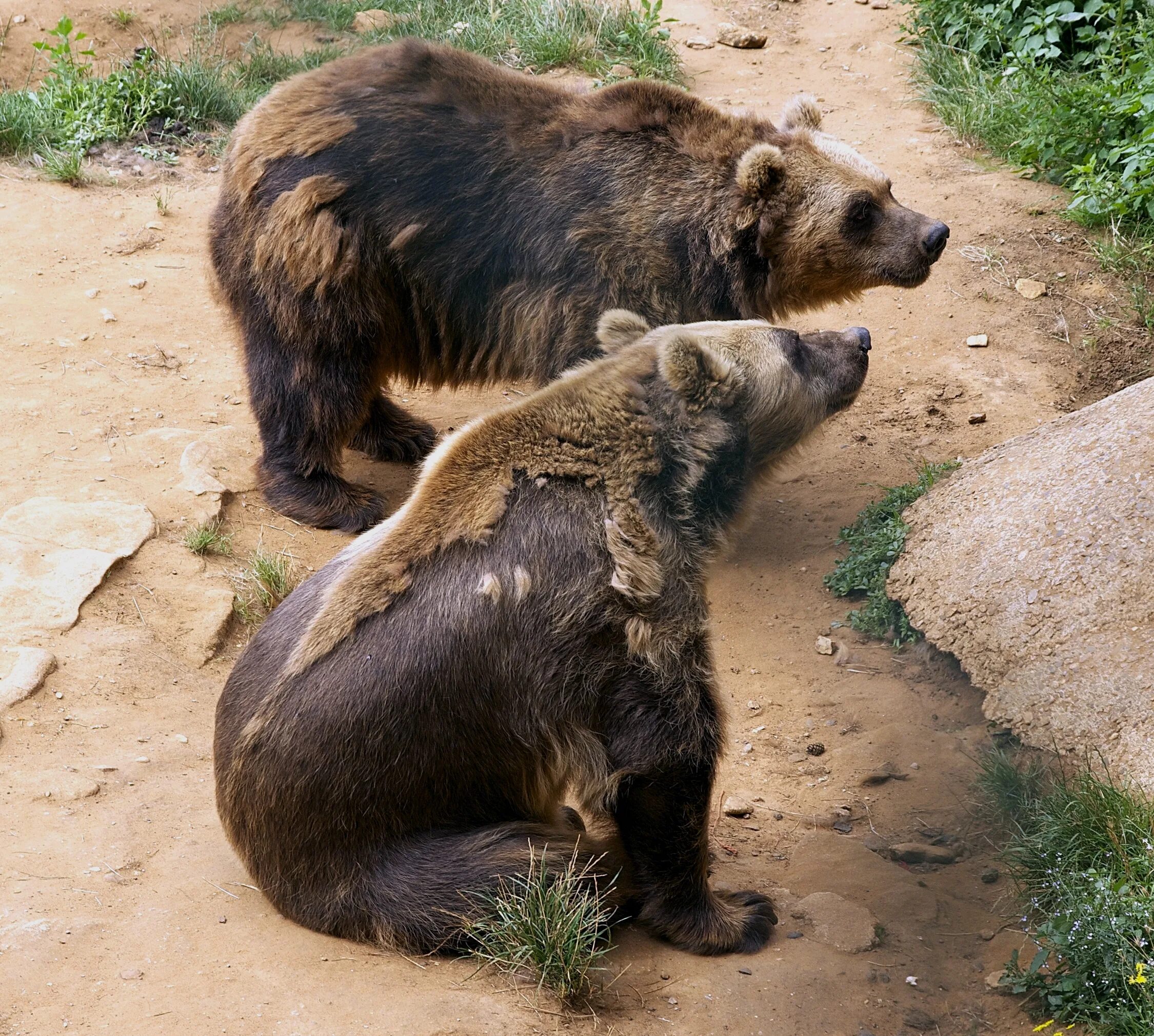 Медвежья шерсть. Линька медведя. Медведь линяет. Бурая Медведица. Медведь линяет весной.