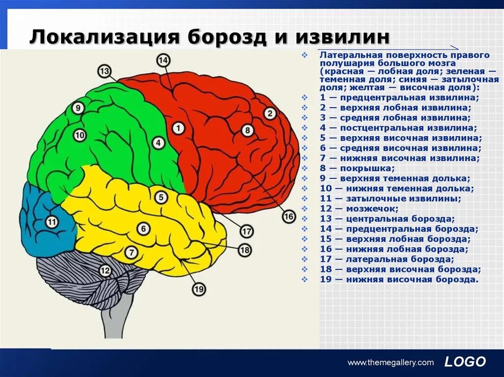 Затылочная область коры головного мозга. Борозды и извилины головного мозга. Извилины лобной доли головного мозга. Функции извилин височной доли.