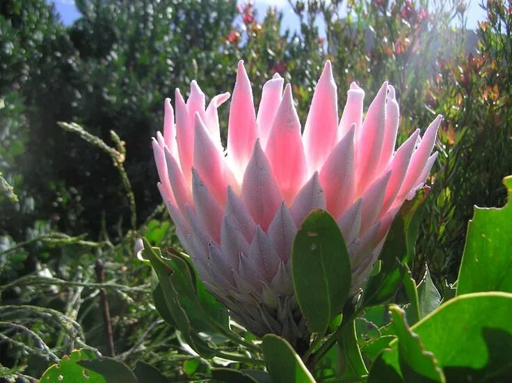 Protea cynaroides. Протея Репенс. Леукадендрон. Сахарный кустарник Protea Aurora. Виды растений в южной америке