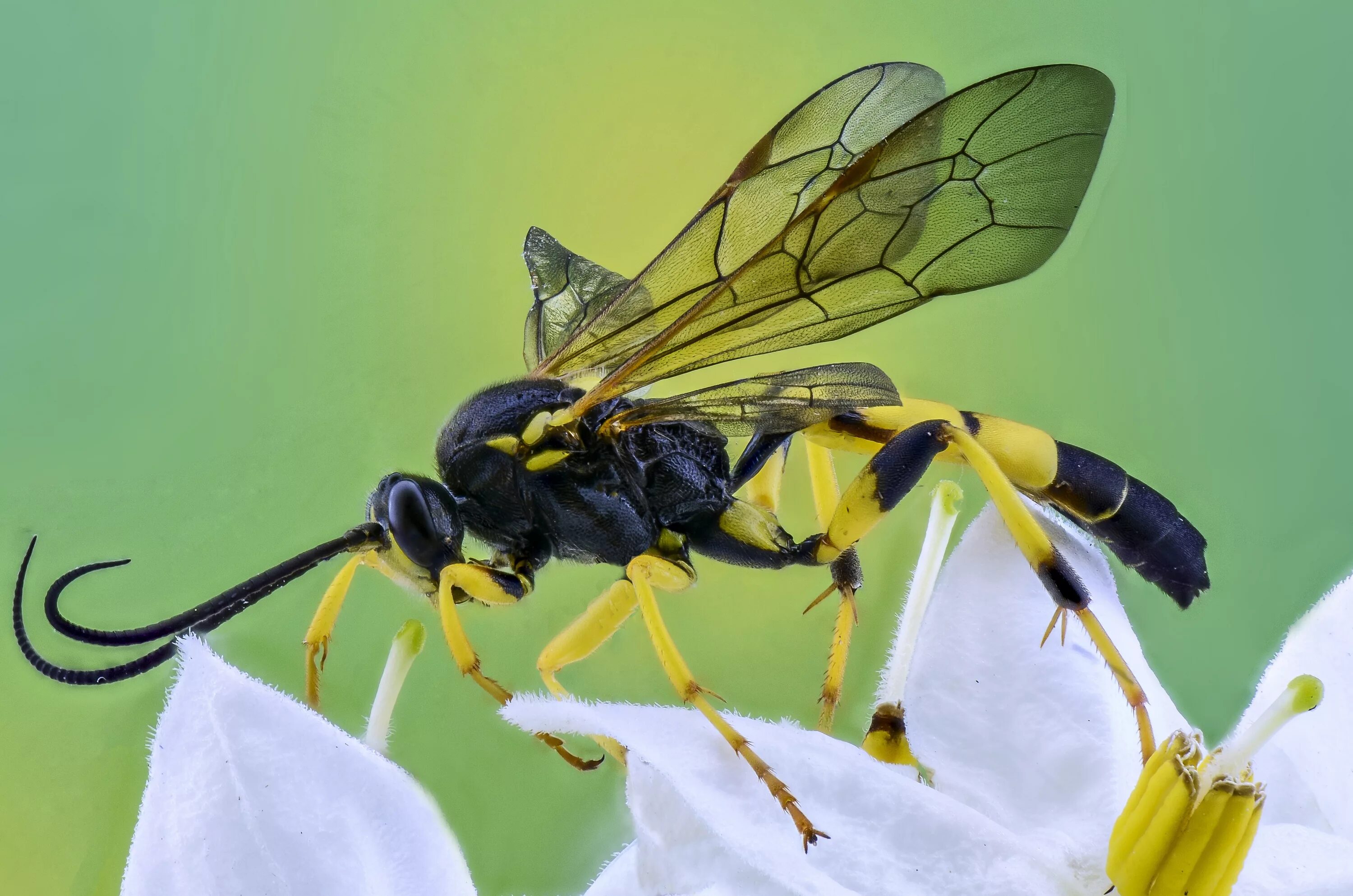 Бабочка жалить как пчела. Xylocopa caerulea - пчела. оса trypoxylon\. желтая оса. оса насекомое.