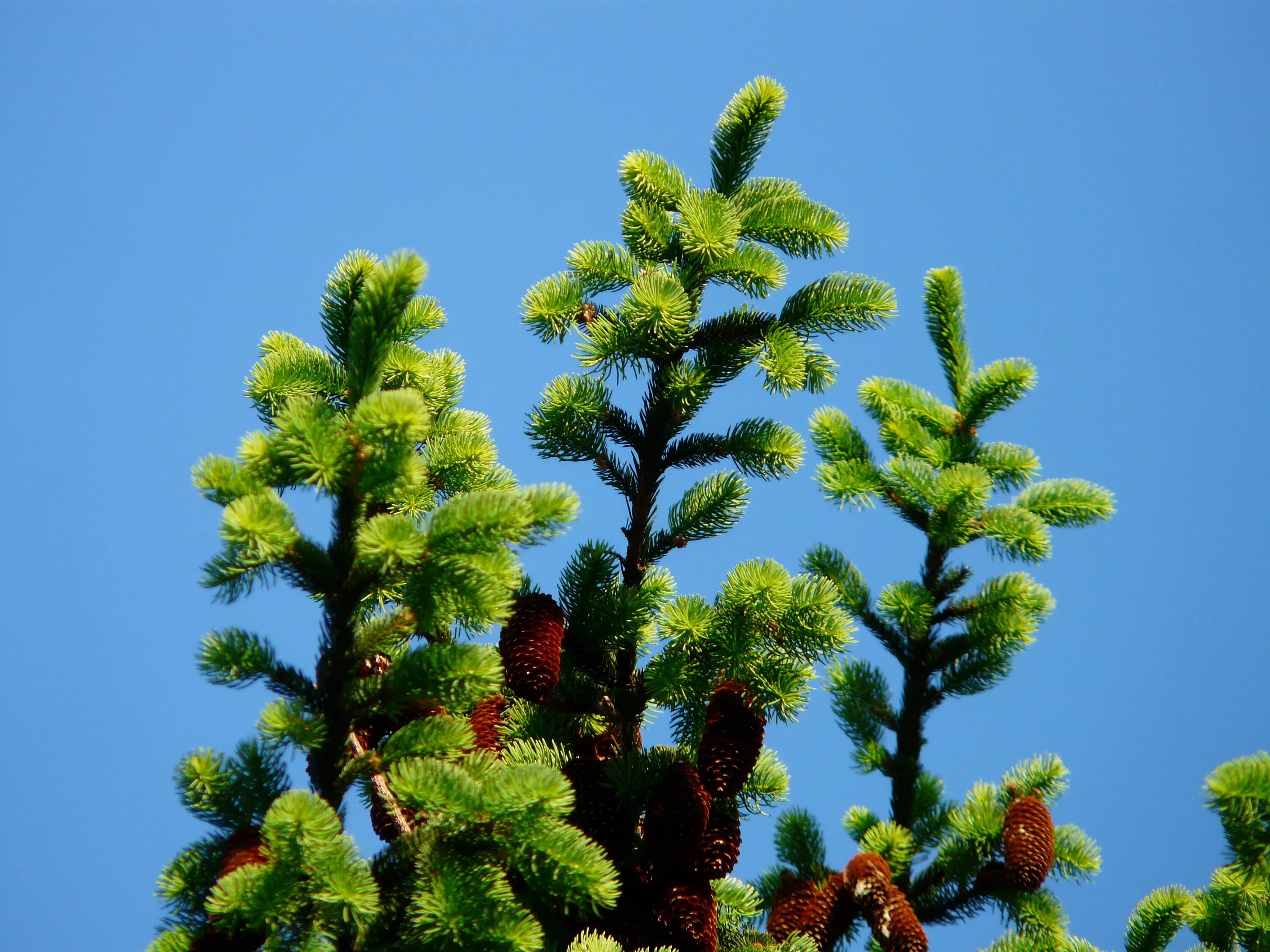 Ель корейская (Picea koraiensis). Ель обыкновенная Picea Abies. Ель финская Picea Fennica. Лиственница вечнозеленая. Сайт хвойной
