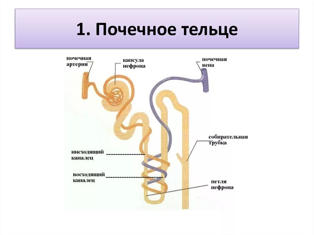 Почечное тельце почки. Почечное тельце нефрона. Боуменова капсула нефрона. Мальпигиево тельце нефрона. Строение почечного тельца нефрона.