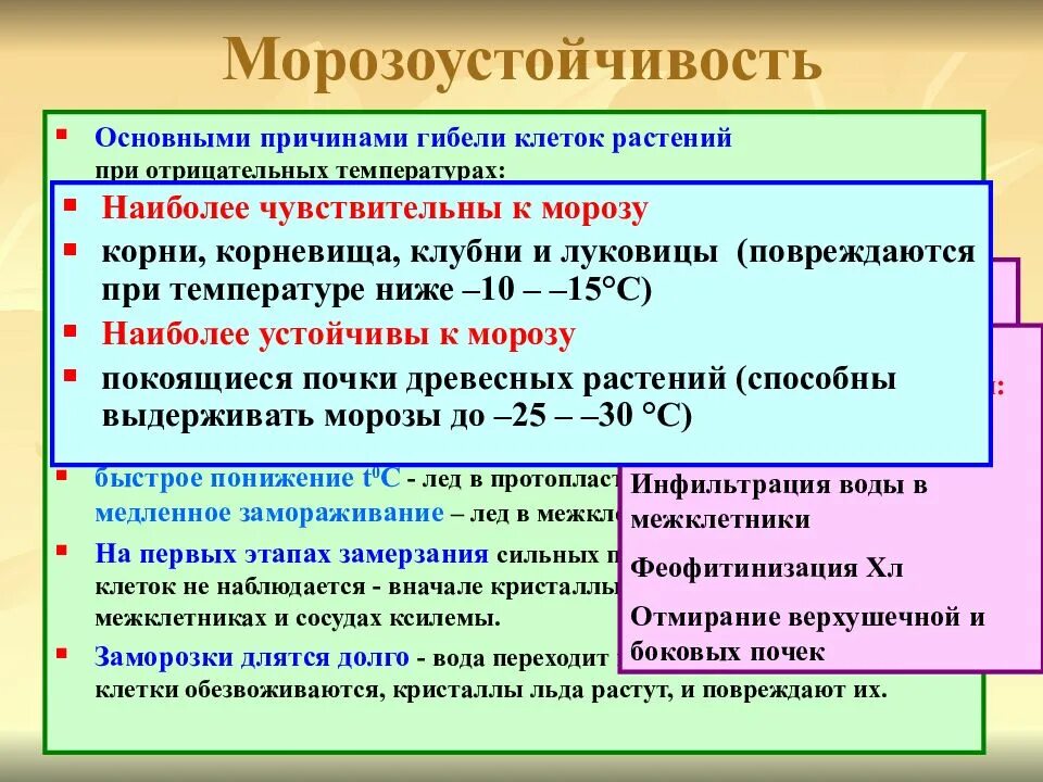 Холодостойкость растений. Морозоустойчивость растений. Способы повышения холодостойкости растений. Морозостойкость растений.