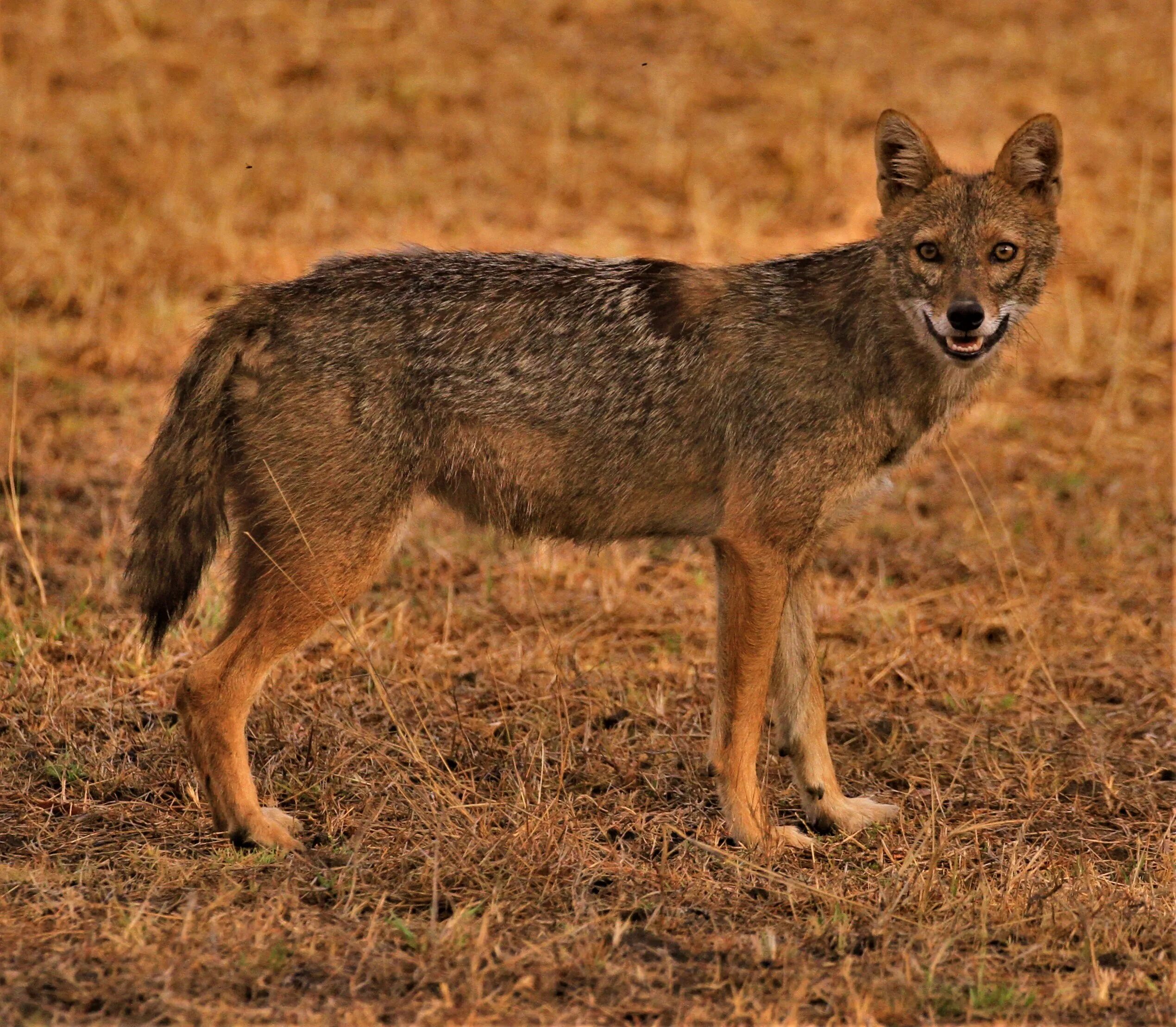 Как выглядят шакалы фото. Обыкновенный Шакал (canis aureus). Шакалы кавказский заповедник. Шакал Северный Кавказ. Балканский Шакал.