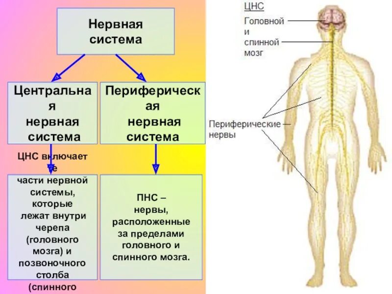 Что является центром нервной системы. Центральная нервная система и периферическая нервная система. Центральная и периферическая части нервной системы спинной мозг. Центральная нервная система включает. Нервная система позвоночника человека.