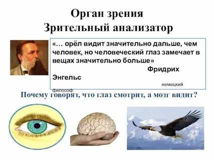 Орган что это биология