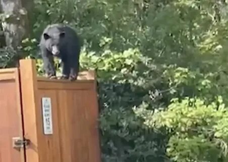 Медведь не обращая внимания на открытую дверцу