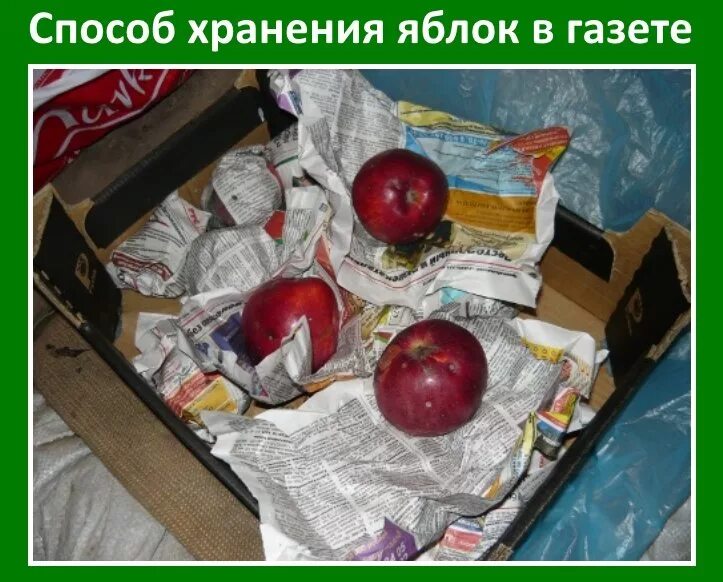 Как быстро переработать яблоки. Яблоки фасованные. хранение яблок в бумаге. яблоки на газете.