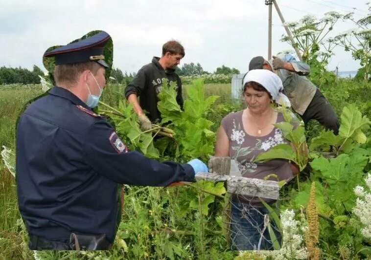 Новые штрафы для дачников в 2024. Борщевик на участке. Штрафуют дачников за борщевик Сосновского. Дачники. Борщевик Размеры.