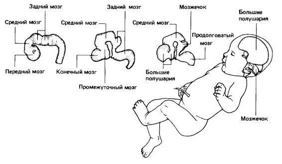 Эмбриональное развитие ЦНС. Развитие головного мозга. Формирование ЦНС У плода. Развитие головного мозга человека.