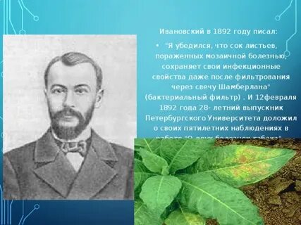 Ивановский листья табака