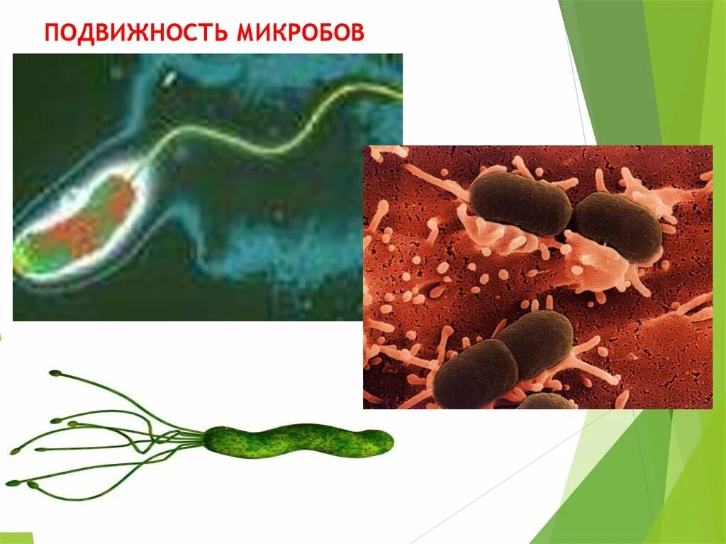 Подвижные бактерии. Подвижные микроорганизмы. подвижные микробы. подвижность бактерий.