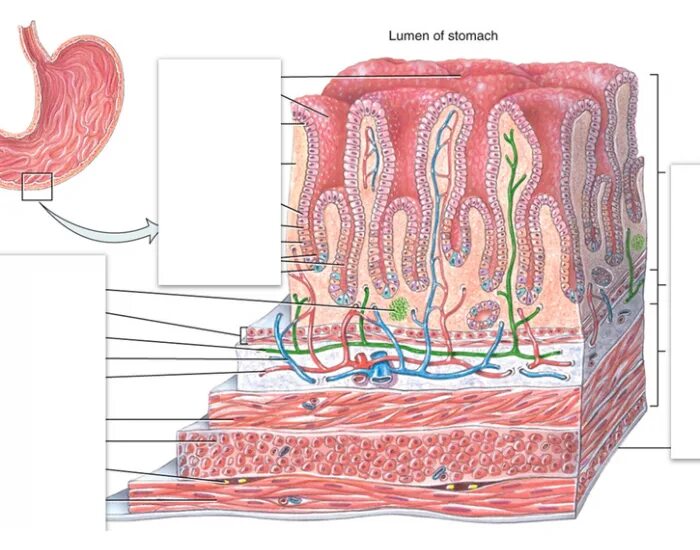 Наличие гладких мышц в стенках желудка. Слизистая оболочка желудка гистология. Обкладочные клетки желудка гистология. Гистология слизистой желудка. Строение стенки ЖКТ гистология.