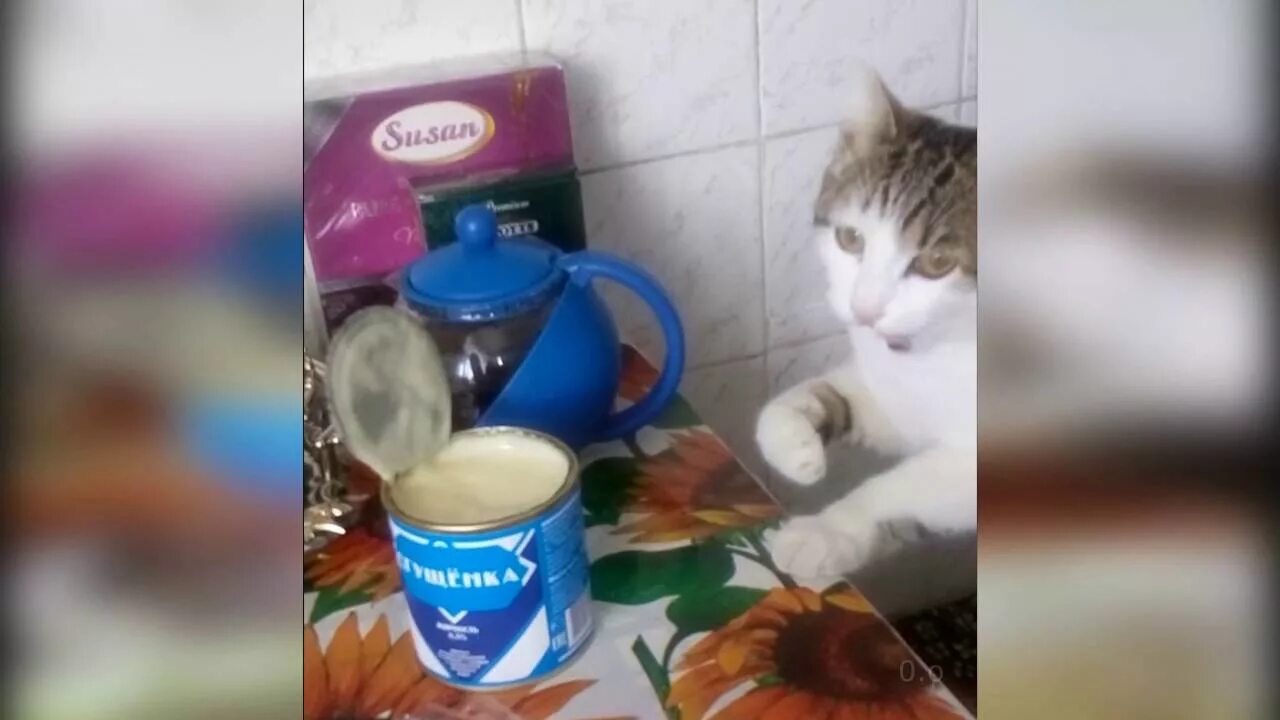 The cat drunk its milk