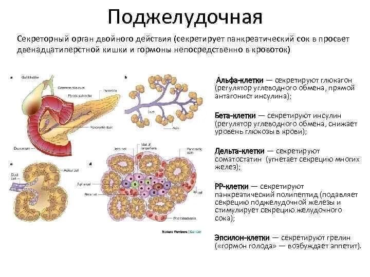 Инсулин и гипофиз. Гормоны островкового аппарата поджелудочной железы. Поджелудочная строение функции гормоны. Гормоны поджелудочной железы строение. Клетки поджелудочной железы секретируют инсулин.