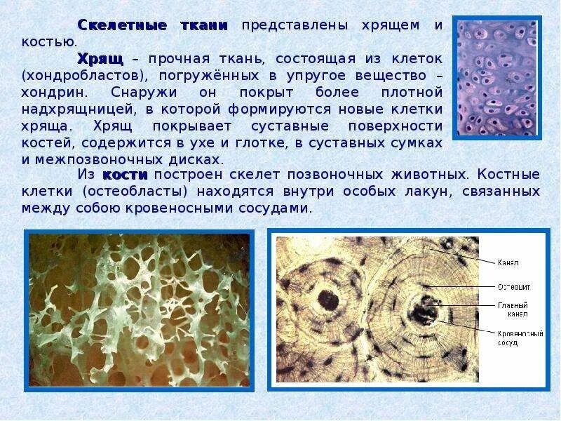 Ткань состоит из мертвых и живых клеток. Скелетная ткань. клетки костной и хрящевой ткани. костная ткань и хрящевая ткань. хрящевая ткань состоит из.