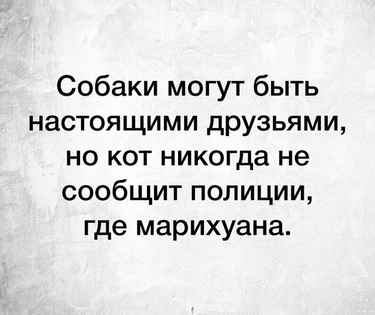 Я как мог был настоящим. Собаки могут быть настоящими друзьями но кот никогда не сообщит. собака конечно друг человека но кот никогда не сообщит полиции. жесткий сарказм.