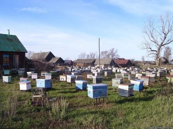 Программа "В гостях у пчелки" 2023, Балтачевский район - дата и место проведения