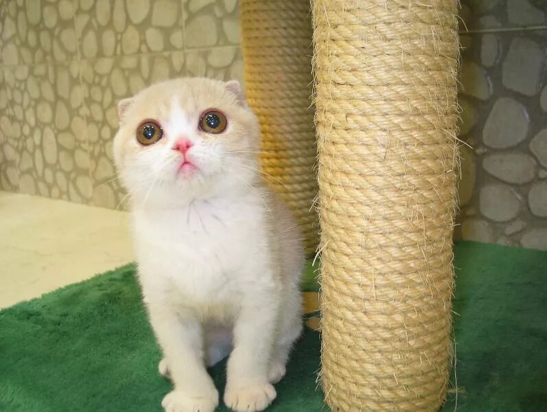 Кот без уха. Шотландская вислоухая кошка. котята безухие. коты без ушей. порода кошек без ушей.