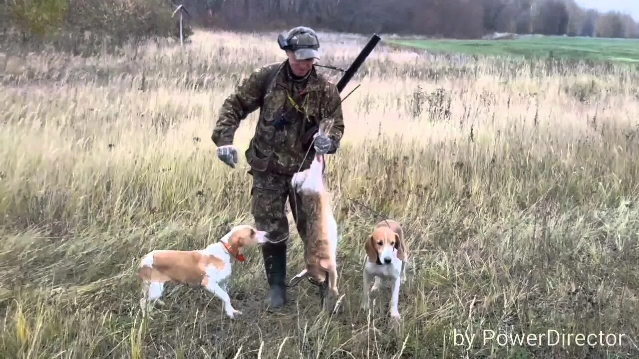 Эстонская гончая охота на зайца. Охота с эстонской. Эстонская гончая на охоте. Эстонская гончая чепрачный. Охота с эстонской.