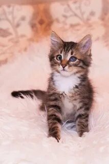 Возьму даром кота