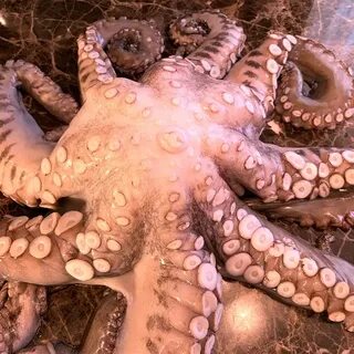 Как звали осьминога
