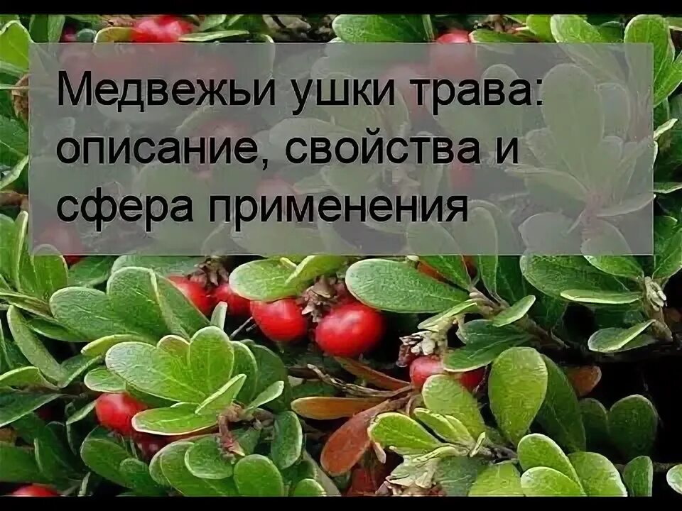 Медвежьи ушки от чего. Толокнянка или Медвежьи ушки одно и тоже. Медвежье ушко. Медвежьи ушки трава. Медвежье ушко лечебная трава.