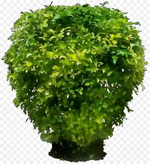 Bush plant