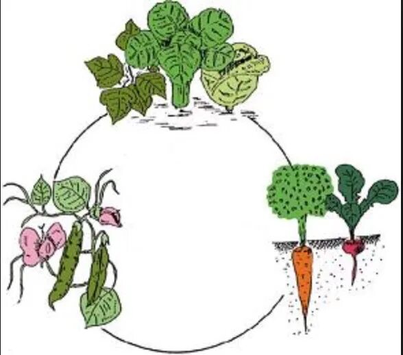 Crop rotation. Севооборот в маленьком городе. рисунки. севооборот на грядках клипарт. crop rotation picture. севооборот клипарт вектор.
