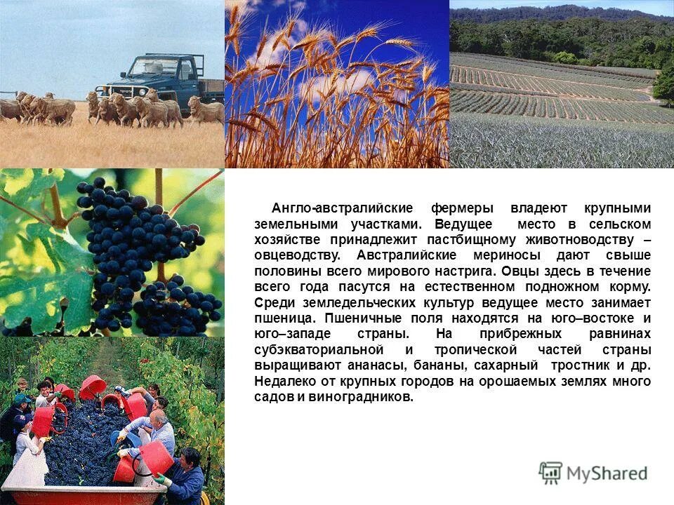 ведущие отрасли сельского хозяйства австралии. сельское хозяйство растениеводство. что занимает ведущее место в сельском хозяйстве. сельское хозяйство. что занимает ведущее место в сельском хозяйстве.