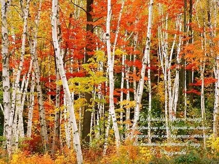 Осень красит леса краской