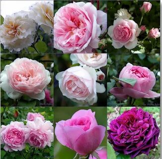 Английские розы селекции дэвид остин фото