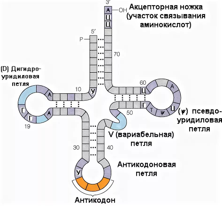 Структура трнк. Строение транспортной рнк биохимия. структура трнк биохимия. строение вторичной структуры трнк. структура транспортной рнк.