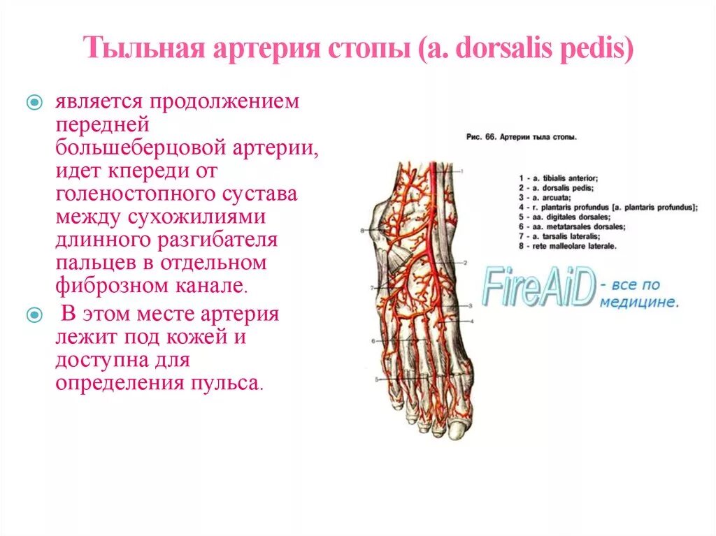 Тыльная артерия стопы топография. Кровоснабжение голеностопного сустава схема. Артерия тыла стопы анатомия. Послойная топография тыла стопы. Основные артерии стопы