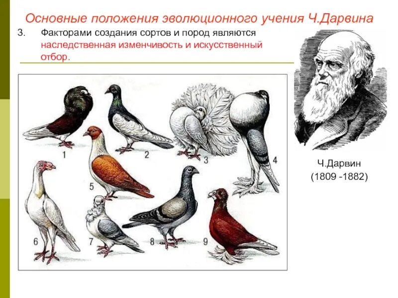 Теория дарвина. Борьба за существование естественный отбор наследственная. Наследственность и изменчивость кратко. Историческая изменчивость. Основные положения эволюционного учения ч дарвина.