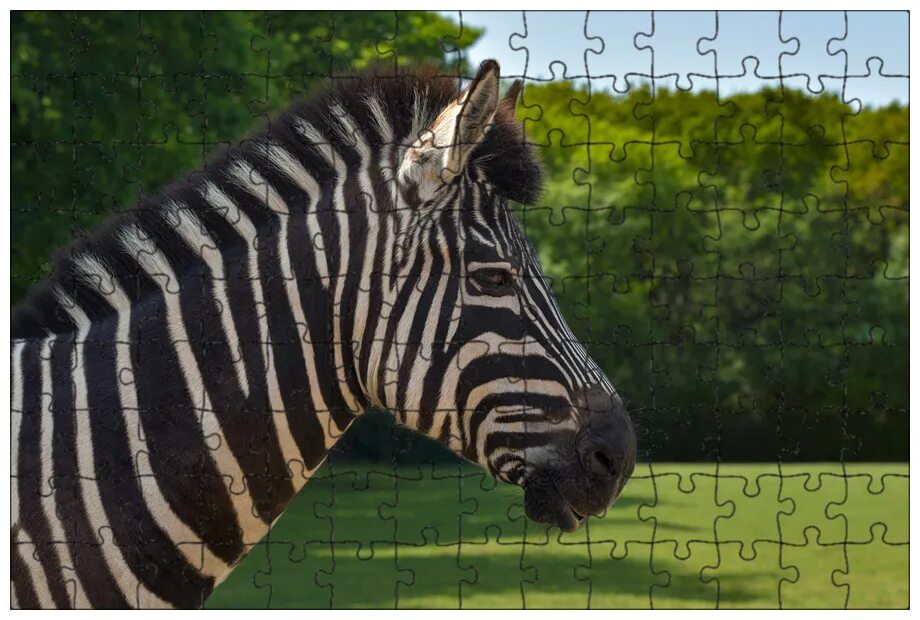 Сайт zebra