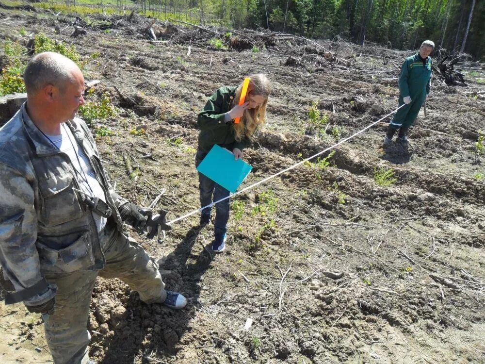 Смешение лесных культур. Приемка лесных культур. Приемка лесных культур. Приемка лесных культур. Мониторинг лесных культур.