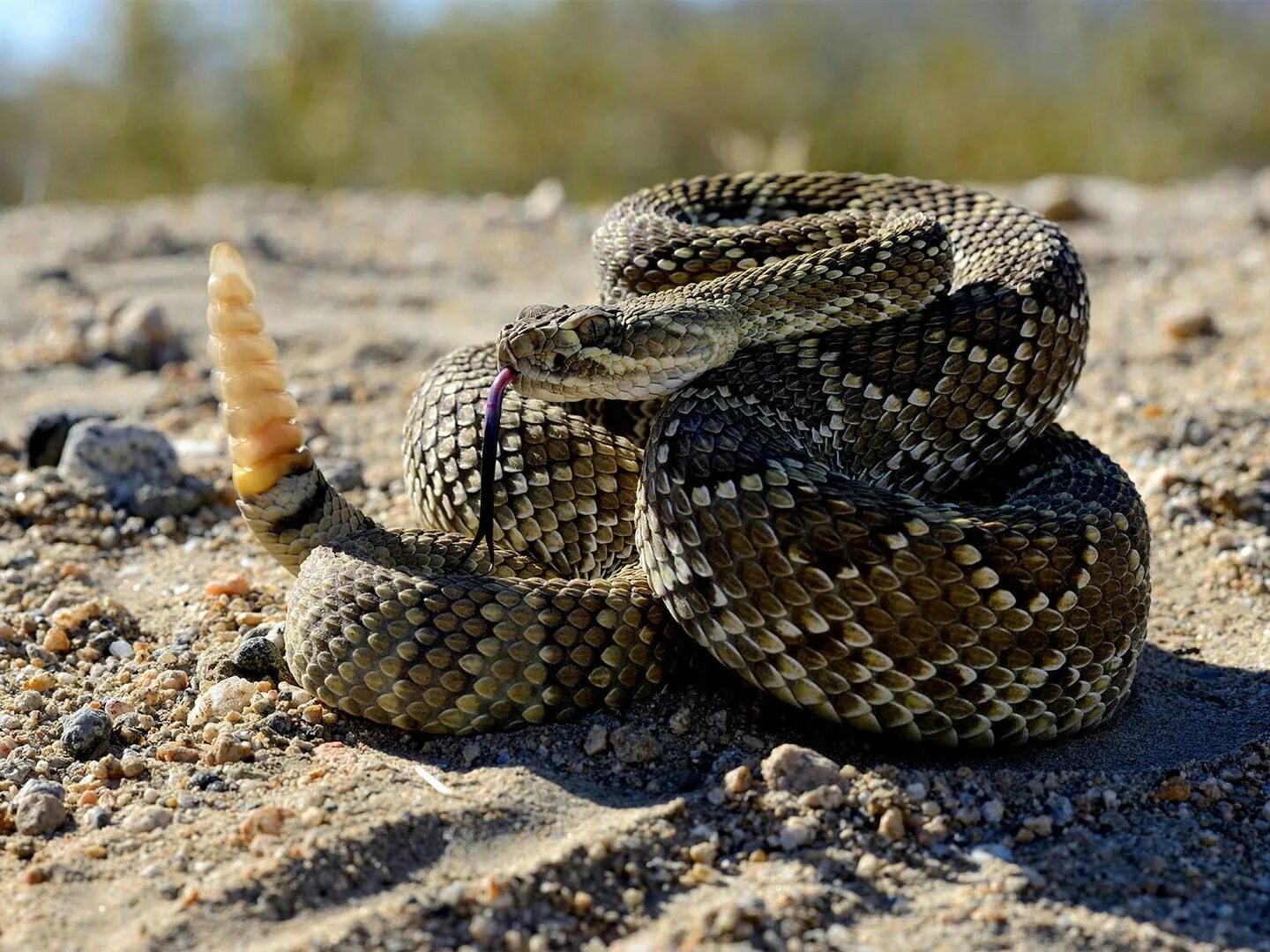 Snakes are dangerous. Гремучая змея Мохаве. Техасский гремучник. Чернохвостый гремучник. Гремучник змея.