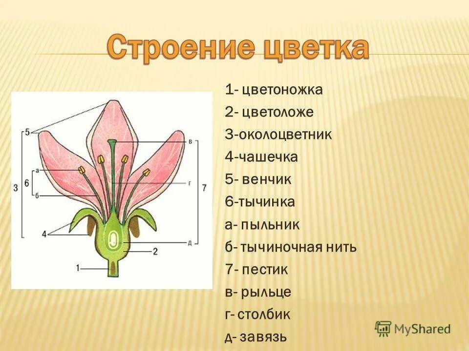 Строение цветка самостоятельная. Схема строения цветка пестик. Строение цветка цветоложе цветоножка. Цветок цветоложе околоцветник. Чашелистики пестик тычинки венчик.