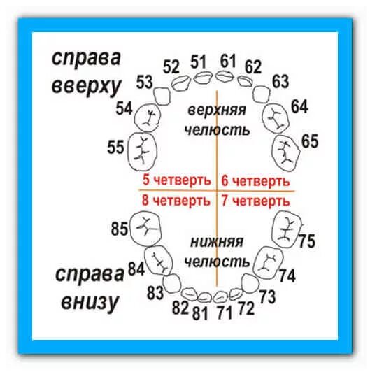 Формула количества молочных зубов. Детская зубная формула молочных зубов. Зубная формула молочных зубов схема. Нумерация зубов в стоматологии схема у взрослых и детей. Нумерация зубов в стоматологии у детей.