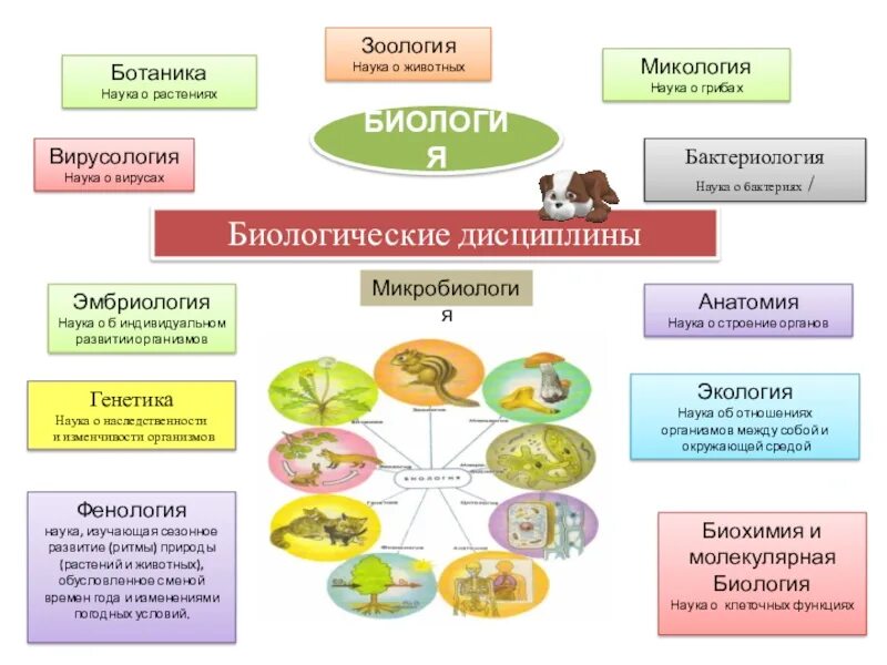 Разделы общей биологии