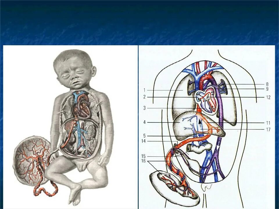 Аранциев проток анатомия. Кровообращение плода. Особенности кровообращения плода. Кровообращение плода схема. Гемодинамика у детей