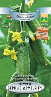 Огурец анзор
