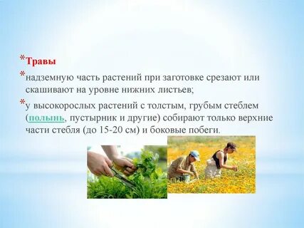 Выйдешь из леса на нескошенный заросший травою